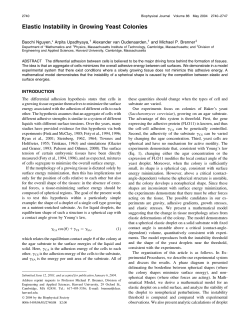 Elastic Instability in Growing Yeast Colonies