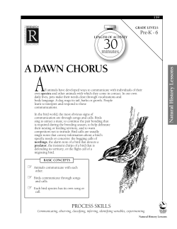 Dawn Chorus Lesson