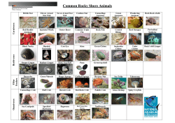 Common Rocky Shore Animals