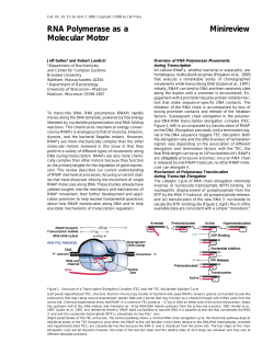 RNA polymerase Molecular Motor - Robert Landick