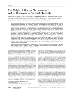 The Origin of Human Chromosome 1 and Its