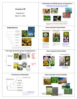 Evolution IV Angiosperms