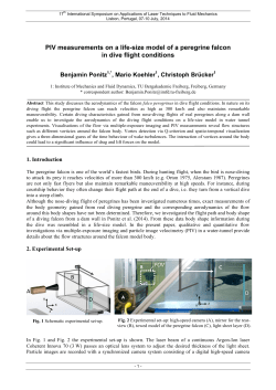 PIV measurements on a life-size model of a peregrine falcon in dive