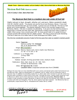 mexican red oak monterry oak