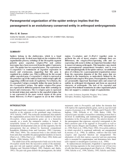 Parasegmental organization of the spider