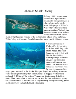 Bahamas Shark Diving