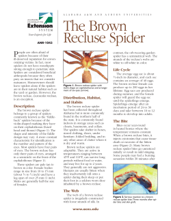 The Brown Recluse Spider - Alabama Cooperative Extension System