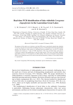 Real-time PCR identification of lake whitefish Coregonus