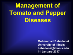 Bacterial Spot of Tomato
