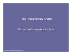 The skin and its accessory structures