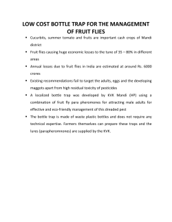 low cost bottle trap for the management of fruit flies