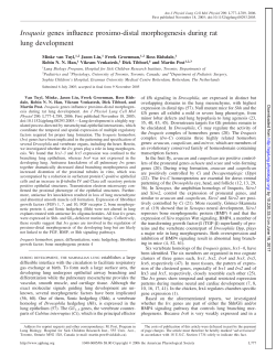 Iroquois genes influence proximo-distal morphogenesis - AJP-Lung