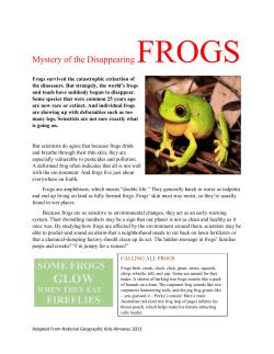 SOME FROGS FIREFLIES