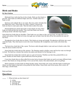 Birds and Beaks