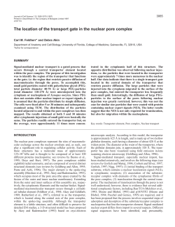 The location of the transport gate in the nuclear pore complex