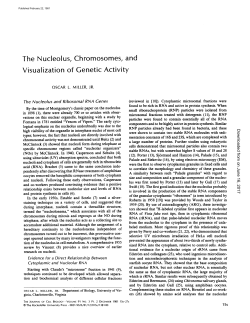 The Nucleolus, Chromosomes, and Visualization of Genetic Activity