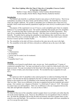 How Does Lighting Affect the Time it Takes for a Caterpillar