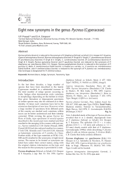Eight new synonyms in the genus Pycreus (Cyperaceae)