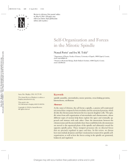 Self-Organization and Forces in the Mitotic Spindle