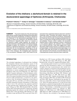 a dachshund domain is retained in the deutocerebral