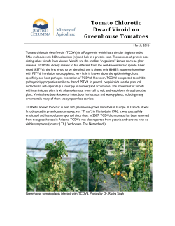 Tomato Chlorotic Dwarf Viroid of Greenhouse Tomato