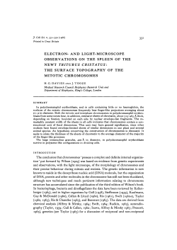 electron- and light-microscope observations on the spleen of the