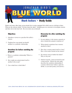 Shark Suckers &bull; Study Guide - Jonathan Bird`s Blue World