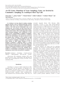 AtATG Genes, Homologs of Yeast Autophagy