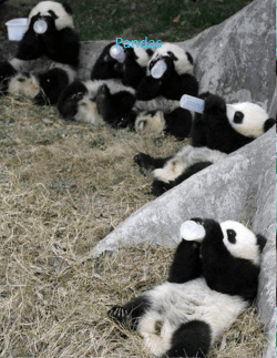 Pandas - davis.k12.ut.us