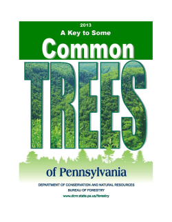 Key To Some Common Trees of Pennsylvania