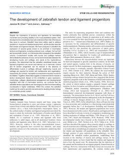 The development of zebrafish tendon and ligament progenitors