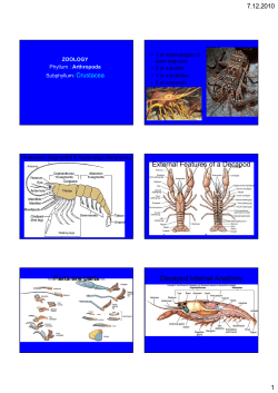 Crustacea