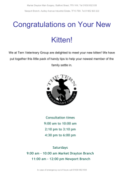 Congratulations on Your New Kitten!
