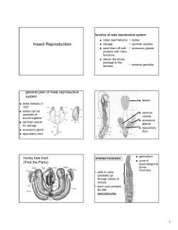 Insect Reproduction