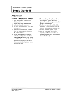 Digestive and Excretory Systems Study Guide B