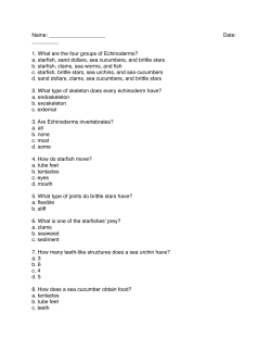 1. What are the four groups of Echinoderms?