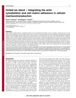 United we stand &ndash; integrating the actin cytoskeleton and cell&ndash;matrix