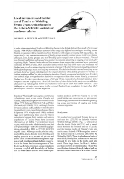 Local movements and habitat use of Tundra or Whistling Swans