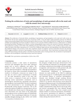 Probing the architecture of testis and morphology