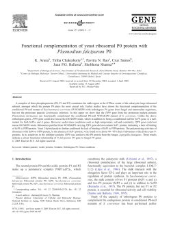 Functional complementation of yeast ribosomal P0 protein