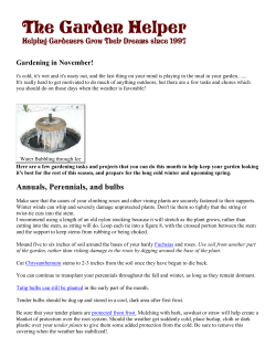 Annuals, Perennials, and bulbs