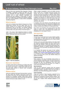 Leaf rust of wheat - Agriculture Victoria