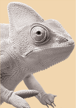 Scientific name:Chamaeleo chamaeleon