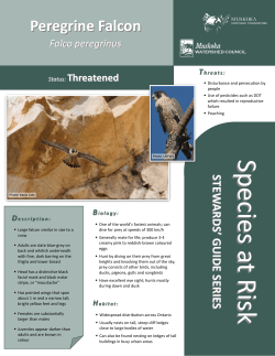Peregrine Falcon - Muskoka Watershed Council