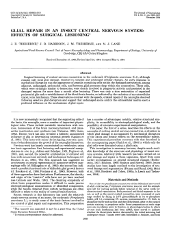 glial repair in an insect central nervous system