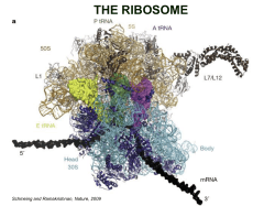 THE RIBOSOME
