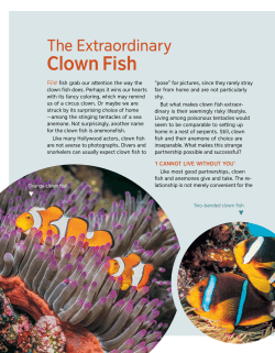 Clown Fish