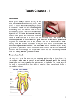Tooth Cleanse - Temple of Healing