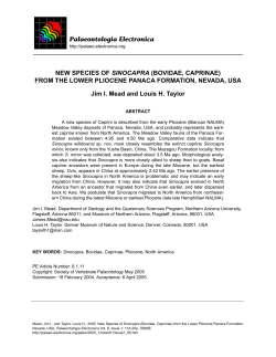NEW SPECIES OF SINOCAPRA (BOVIDAE, CAPRINAE) FROM