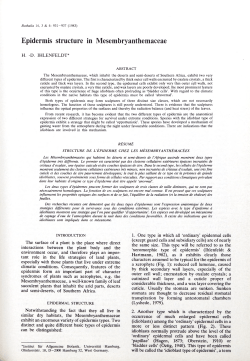 Epidermis structure in Mesembryanthemaceae